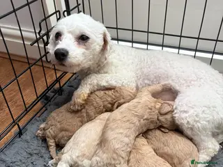 Poochon dogs F1 POOCHON puppies champion blood line - Advert 1