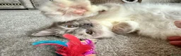 Ragdoll cats for sale: GRCH SIRED GCCF REGISTERED KITTENS.  - Advert 15