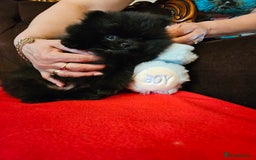 Pomeranian dogs for sale: 3 beautiful black pomeranian boys for sale  - Image 7