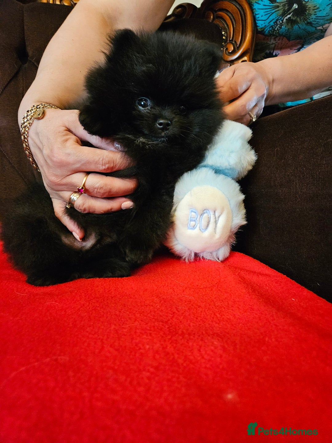 Pomeranian dogs for sale: 3 beautiful black pomeranian boys for sale  - Image 7