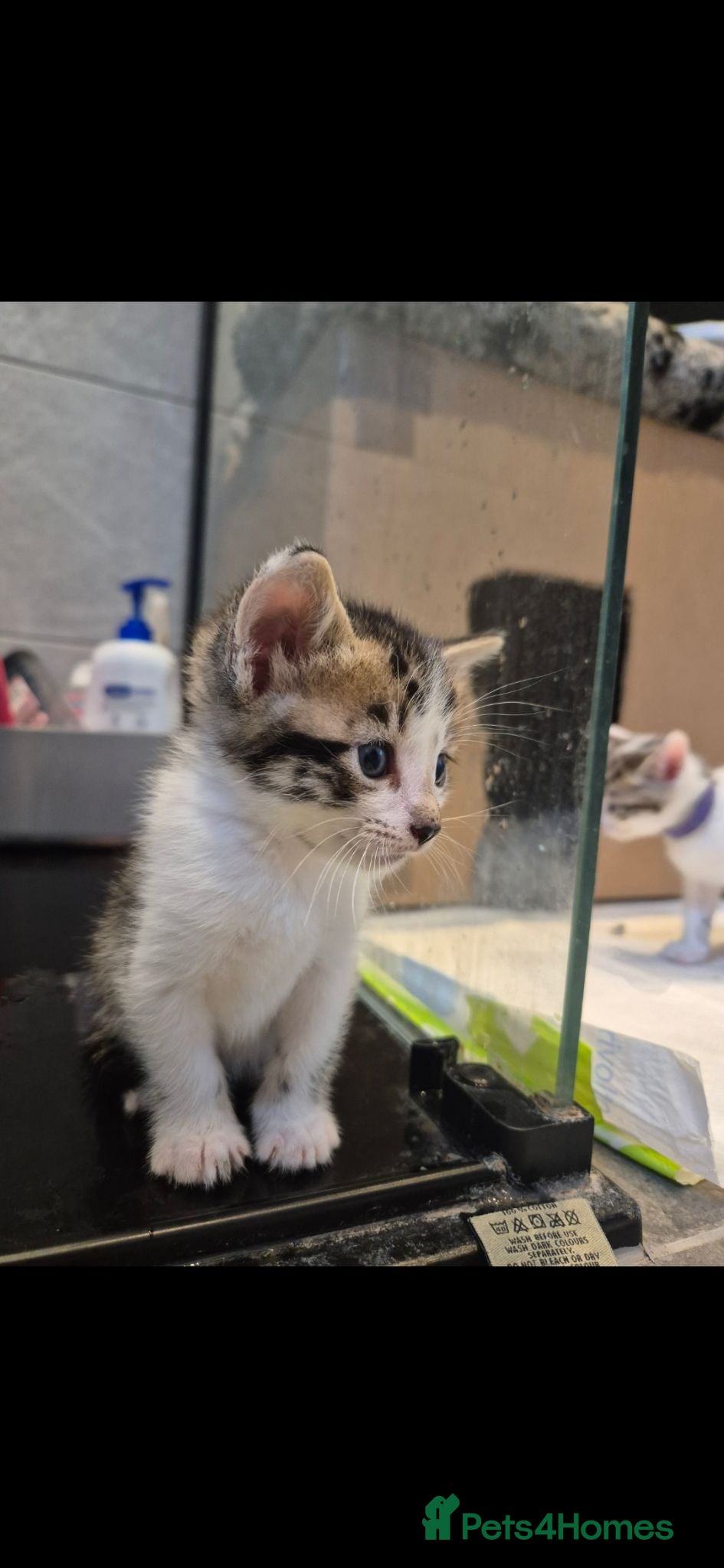 Mixed Breed cats Bengal Cross Kittens - Advert 18