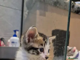 Mixed Breed cats Bengal Cross Kittens - Advert 18