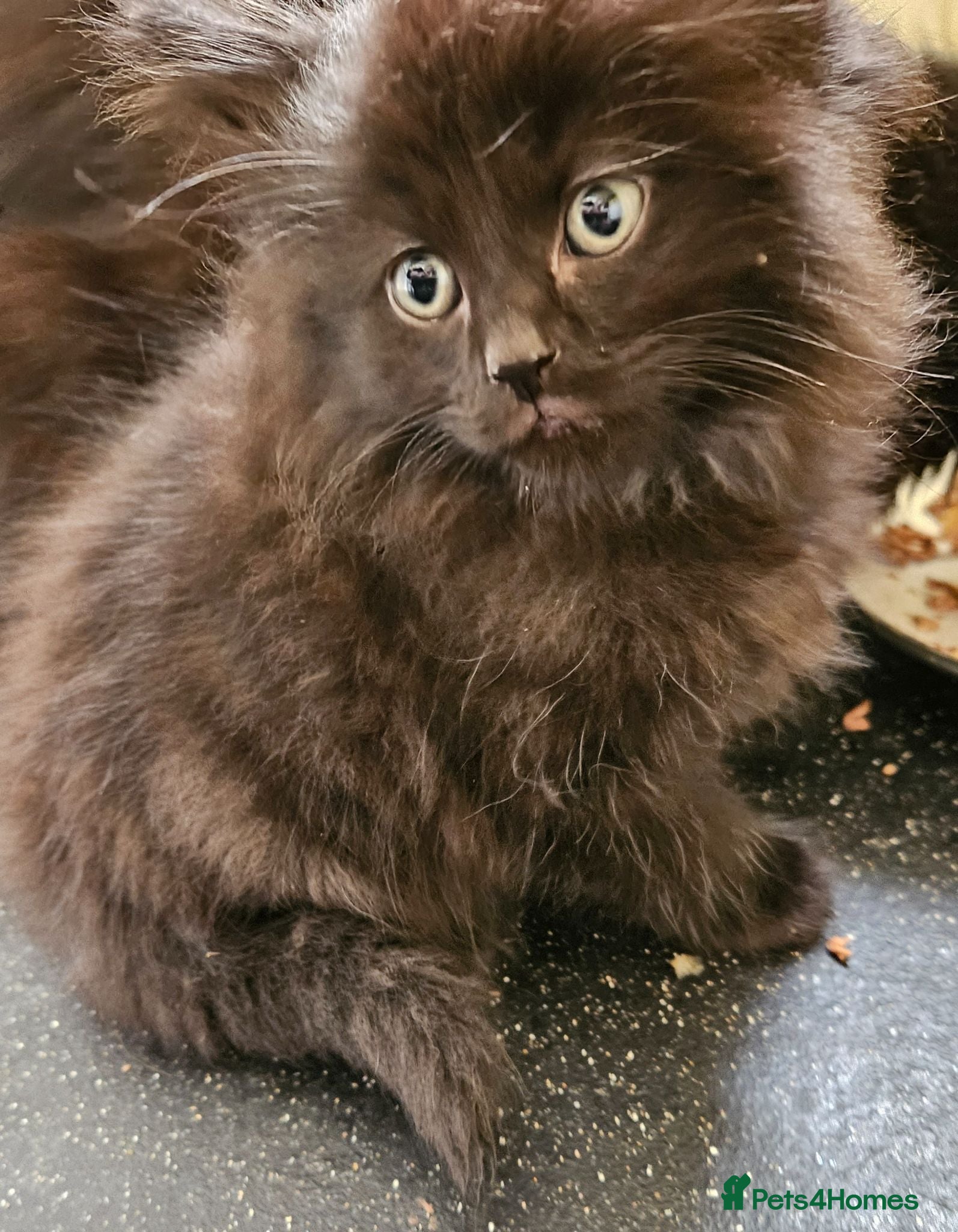 Maine Coon cats Beautiful black fluffy kittens - Advert 7