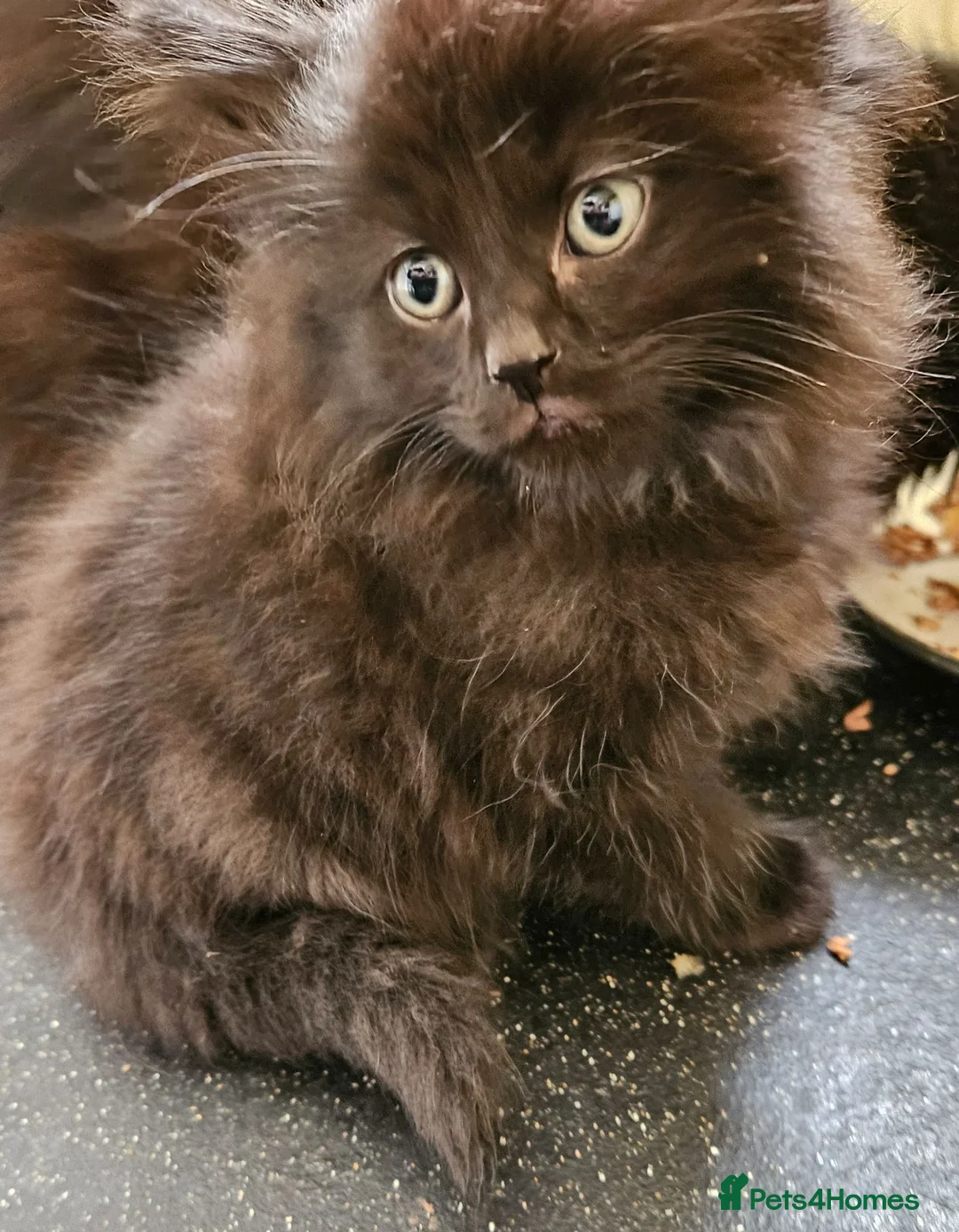 Maine Coon cats for sale: Beautiful black fluffy kittens - Advert 2