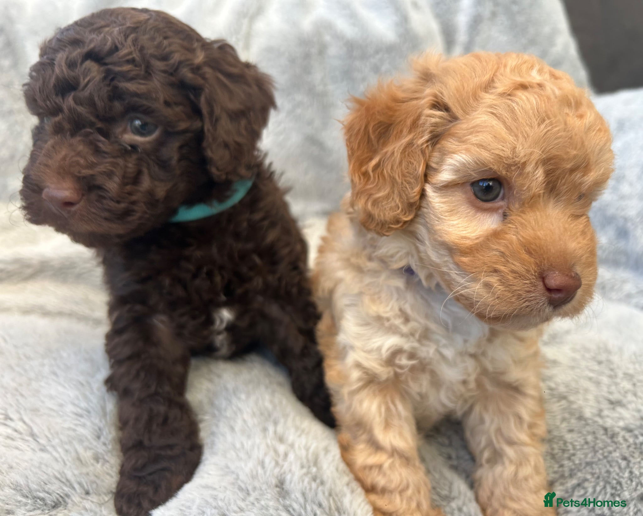 Cockapoo dogs Gorgeous Cockapoo puppies  - Advert 16
