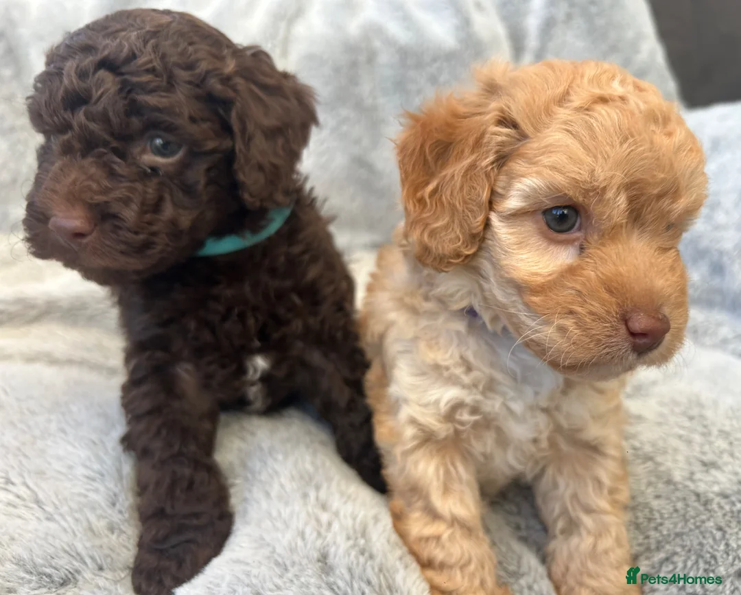 Cockapoo dogs for sale: Gorgeous Cockapoo puppies  in Canterbury - Advert 1