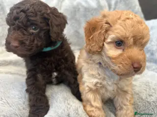 Cockapoo dogs Gorgeous Cockapoo puppies - Advert 1
