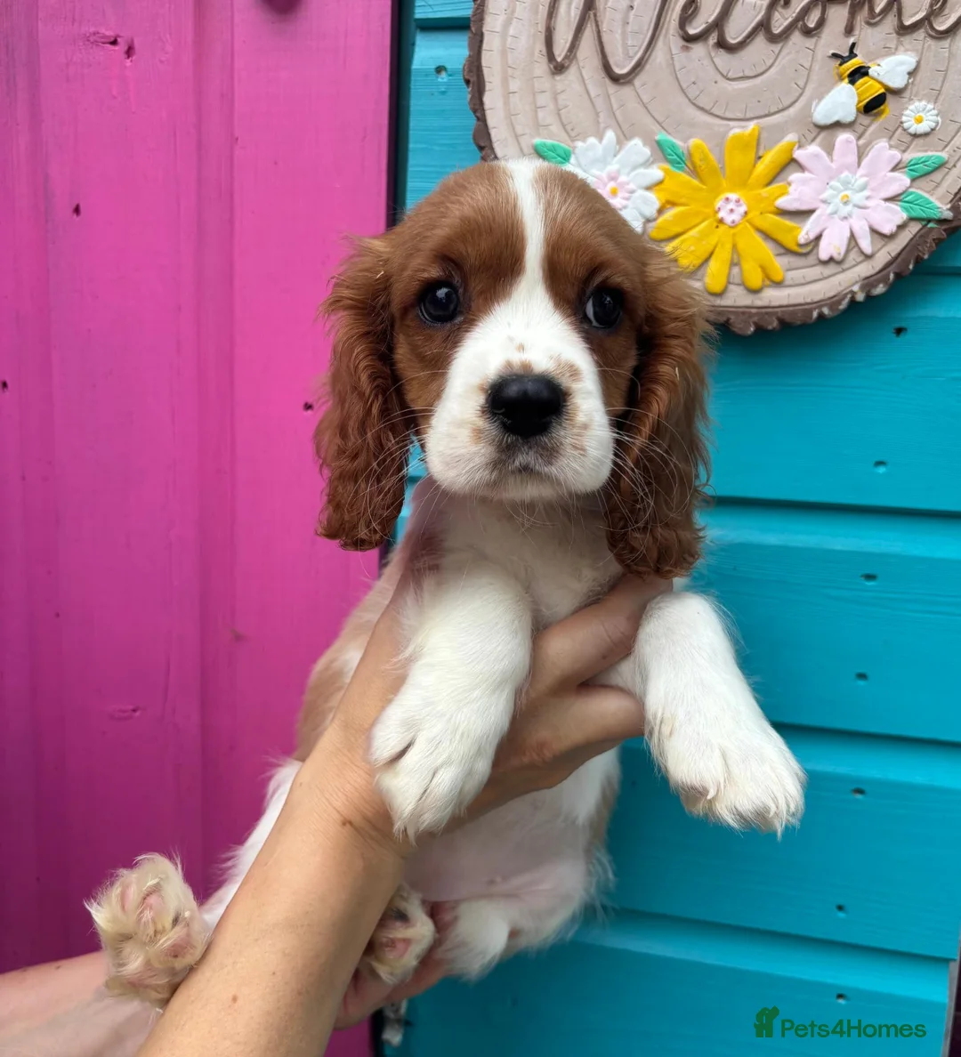 Cavalier King Charles Spaniel dogs for sale: Beautiful litter of cuteness - Advert 2