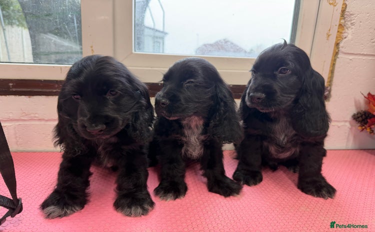 Cocker Spaniel dogs - Advert 1