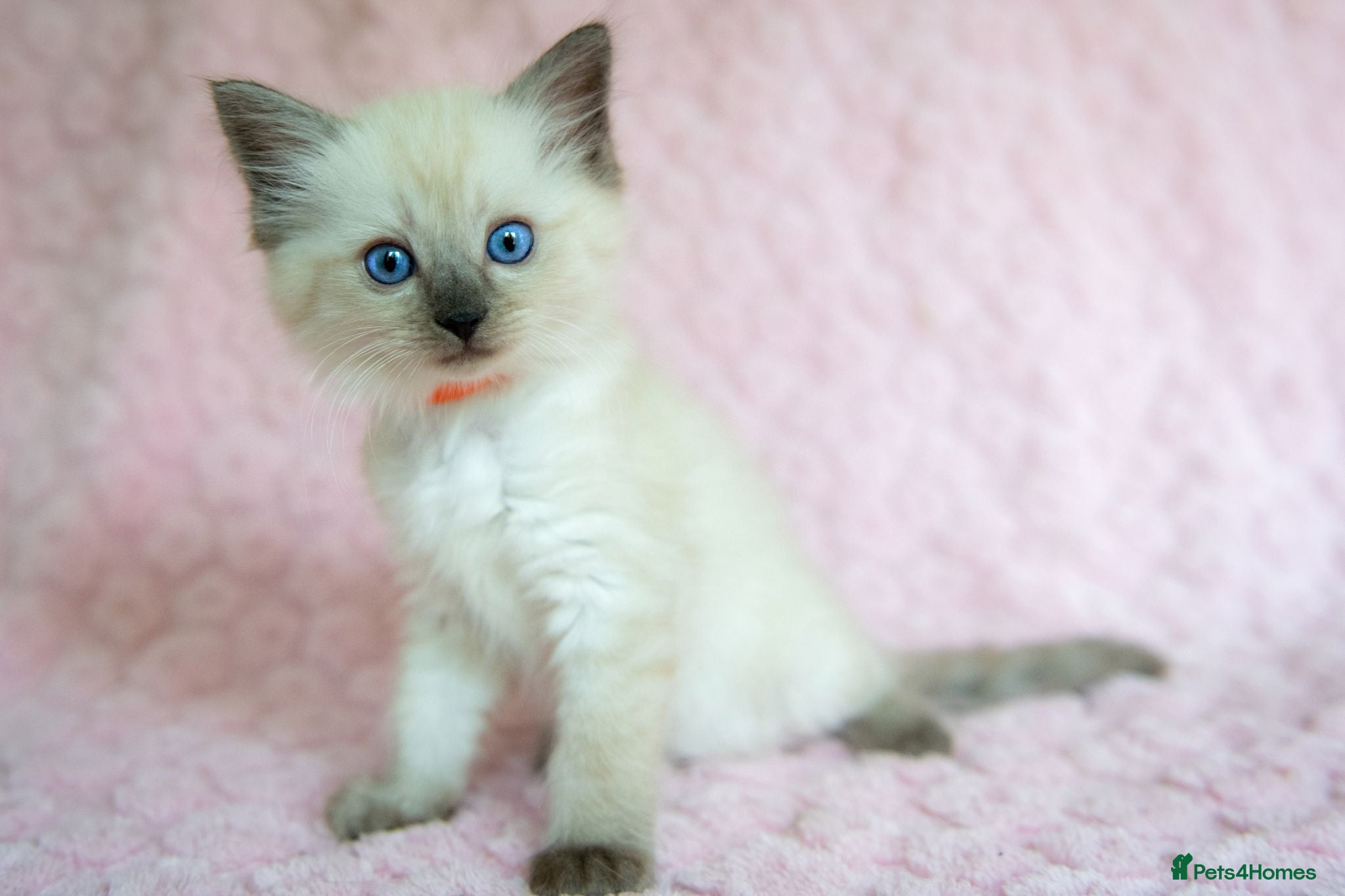 Ragdoll cats Stunning Ragdolls Reserve Now. - Advert 1