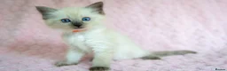 Ragdoll cats for sale: Stunning Ragdolls Reserve Now. - Advert 1
