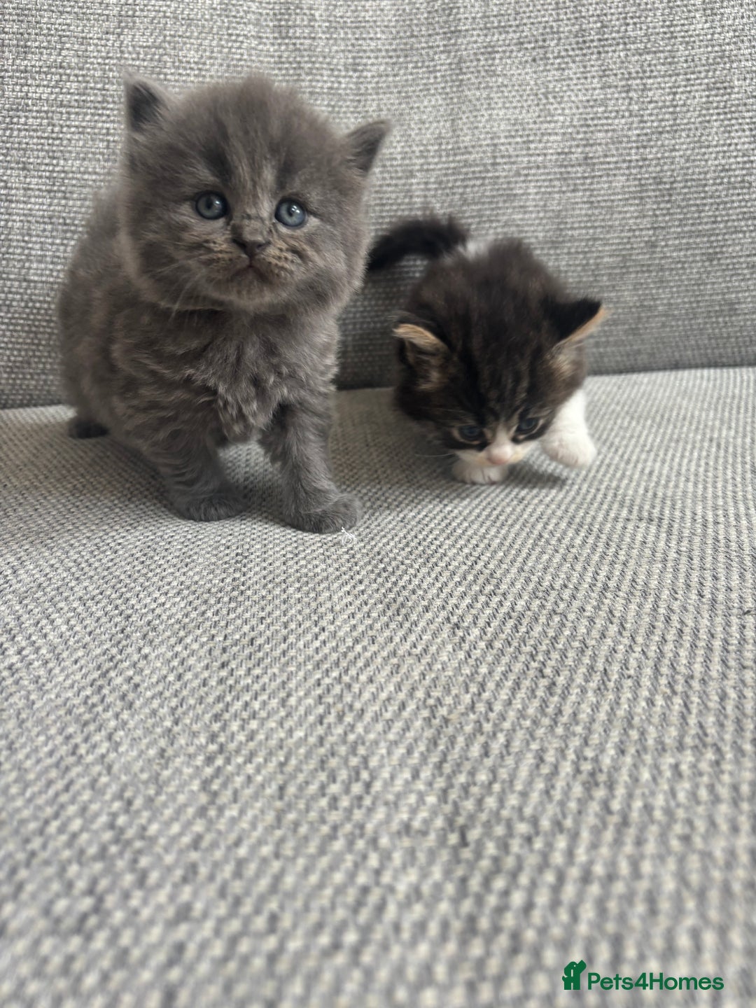 British Shorthair cats for sale: Beautiful British short hair kittens  - Image 13