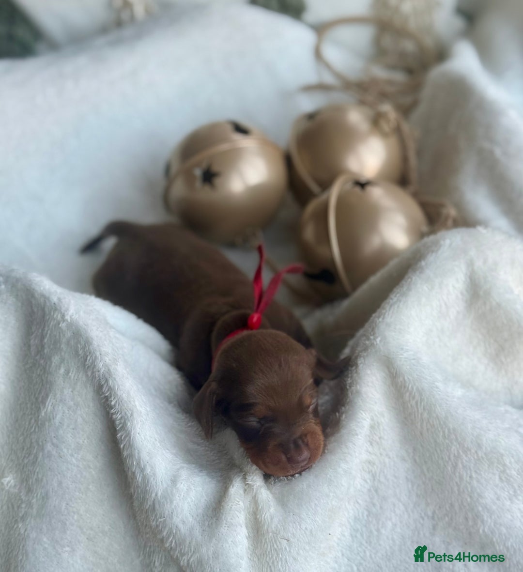 Miniature Dachshund dogs for sale: Kc reg choc tweed dapple & choc n tan  - Advert 10