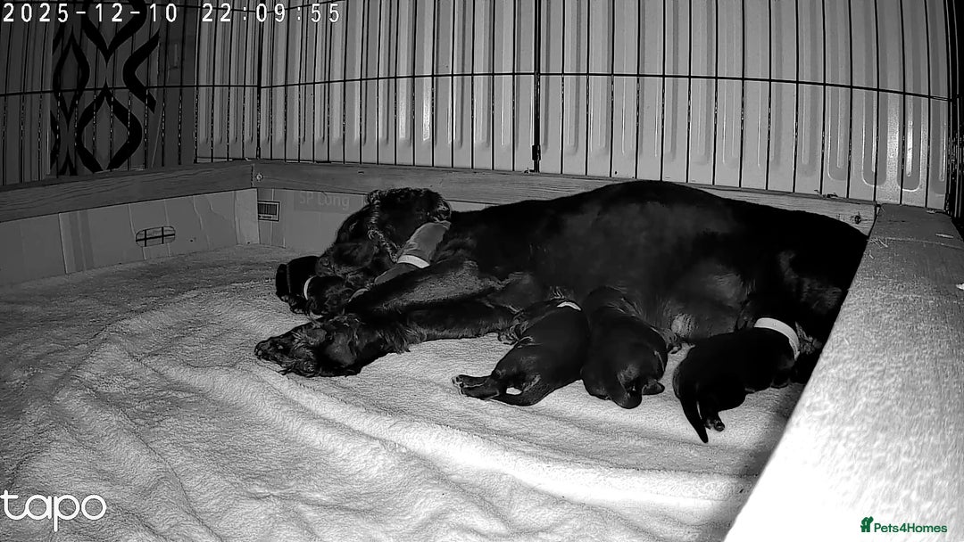 Cocker Spaniel dogs for sale: Cocker spaniels  - Advert 10