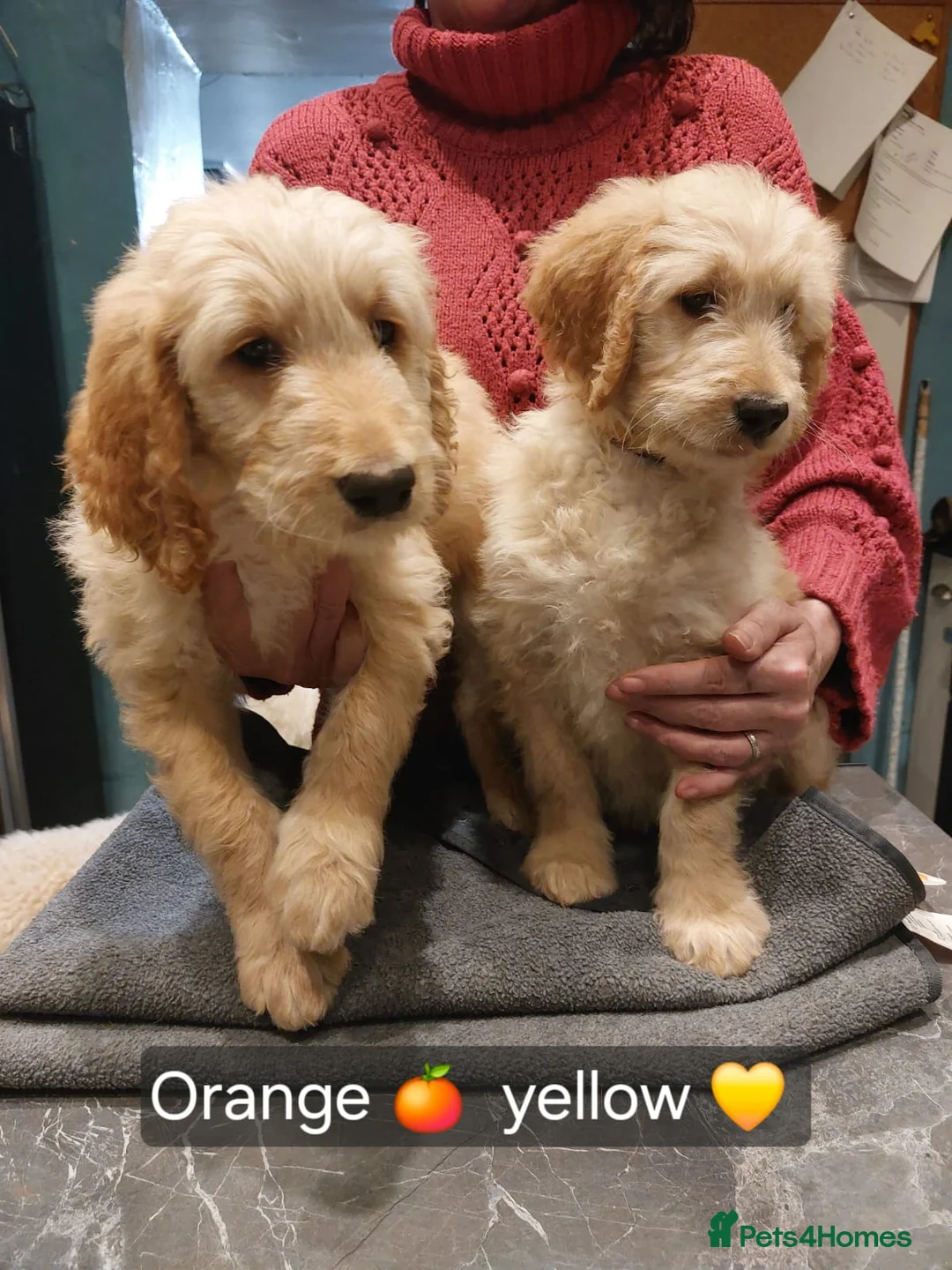 Goldendoodle dogs for sale: 2 beautiful F1 female Goldendoodle pups for sale - Advert 3