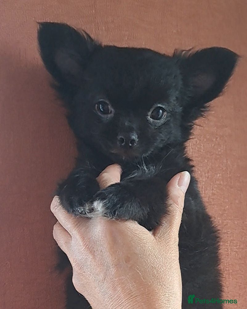 Chihuahua dogs Last 2 long coat chihuahua male pups - Advert 23