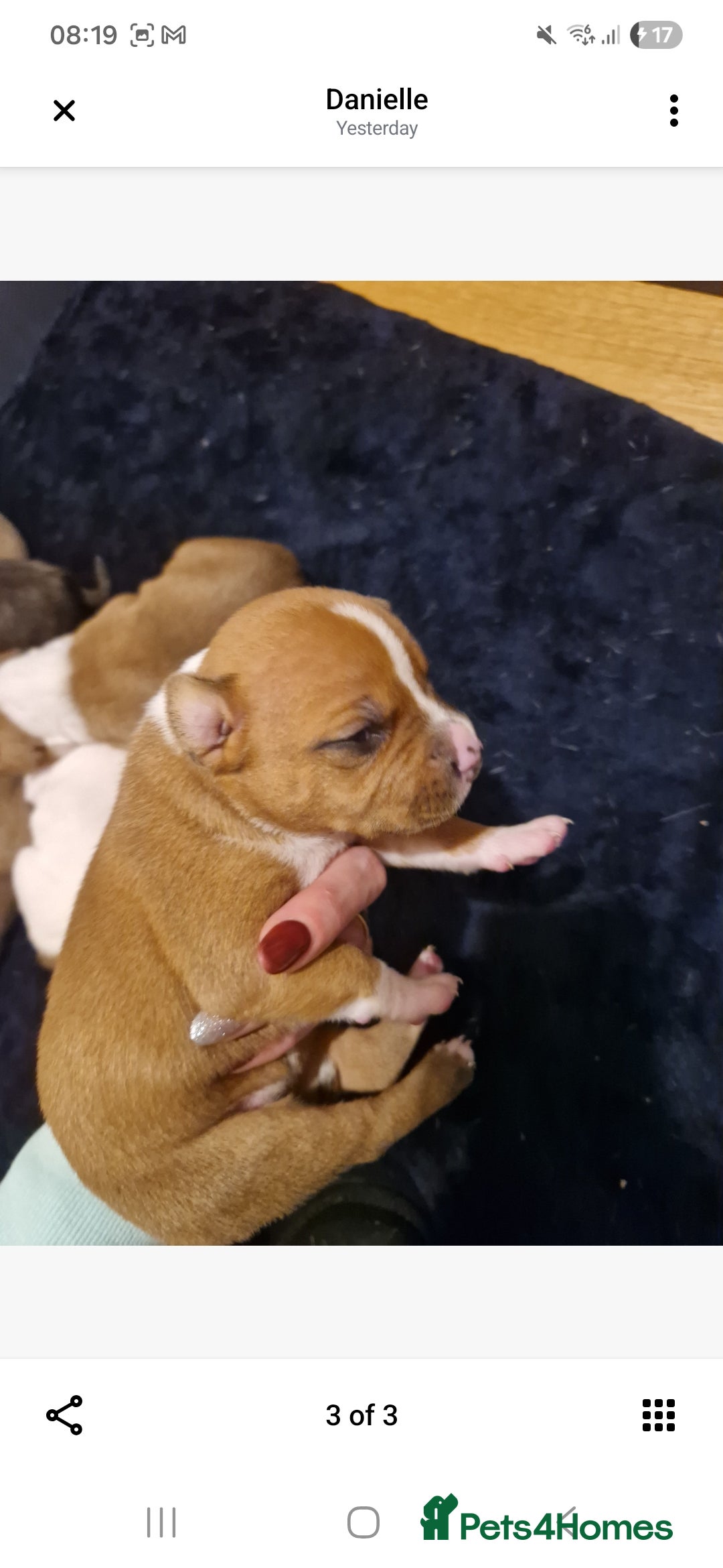 Staffordshire Bull Terrier dogs for sale: Staffy puppies - Advert 1