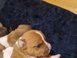 Staffordshire Bull Terrier dogs Staffy puppies - Advert 8