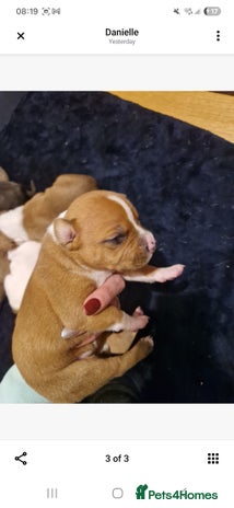 Staffordshire Bull Terrier dogs Staffy puppies - Advert 1