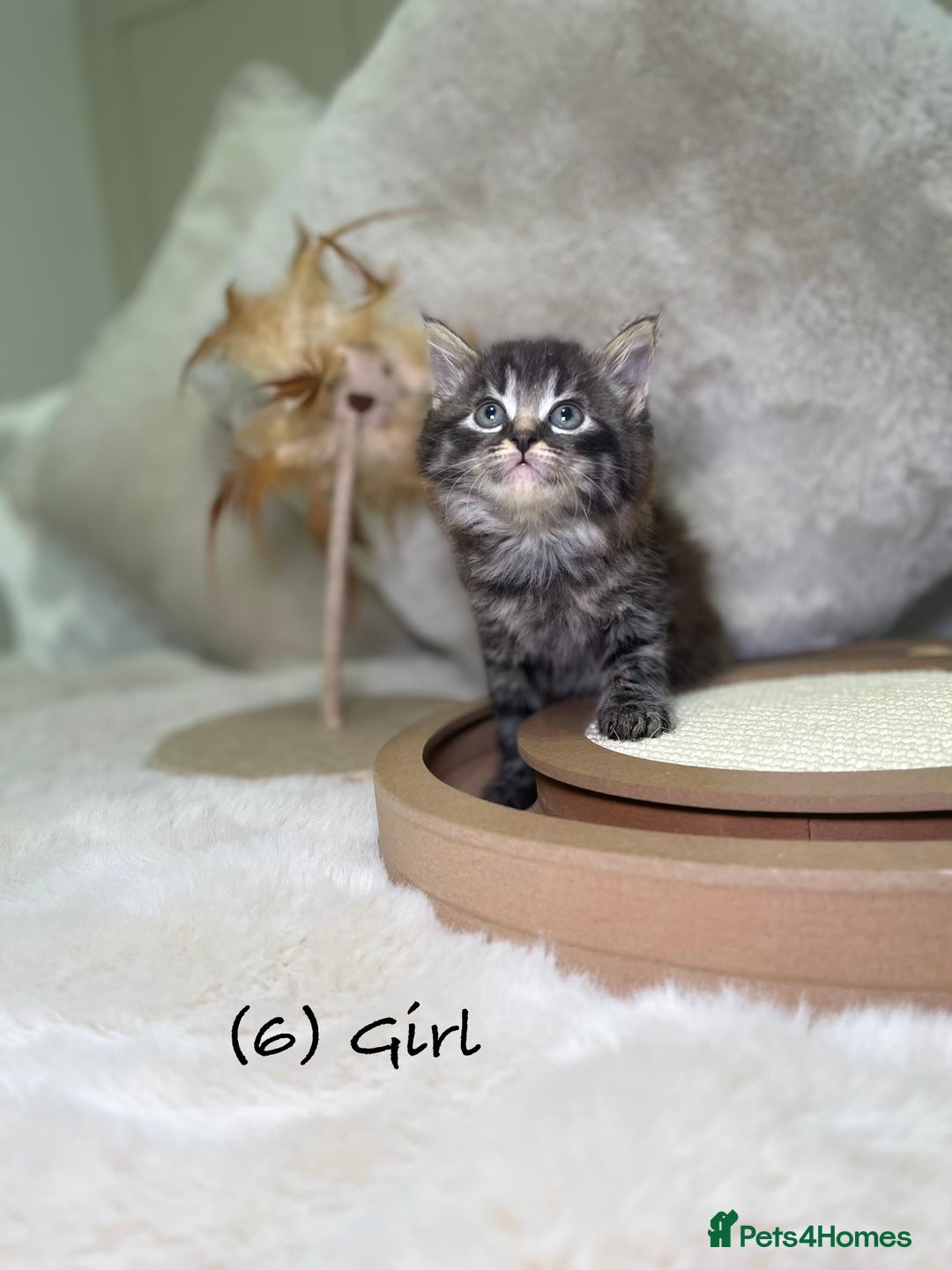 Mixed Breed cats for sale: Stunning kittens 8 weeks old ready now  - Advert 25