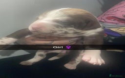 Mixed Breed dogs for sale: American Bull Staffy Puppies - Image 2