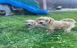 Miniature Poodle dogs for sale: Miniature poodle puppies  - Image 6