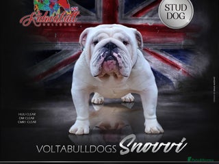 English Bulldog dogs in Basildon - Advert 13