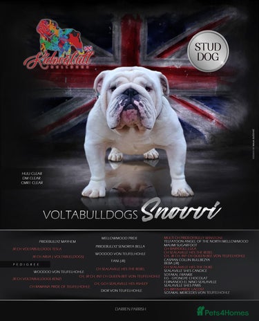 English Bulldog dogs in Basildon - Advert 1