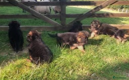 German Shepherd dogs for sale: Beautiful chunky long haired black, tan & red pups - Image 34