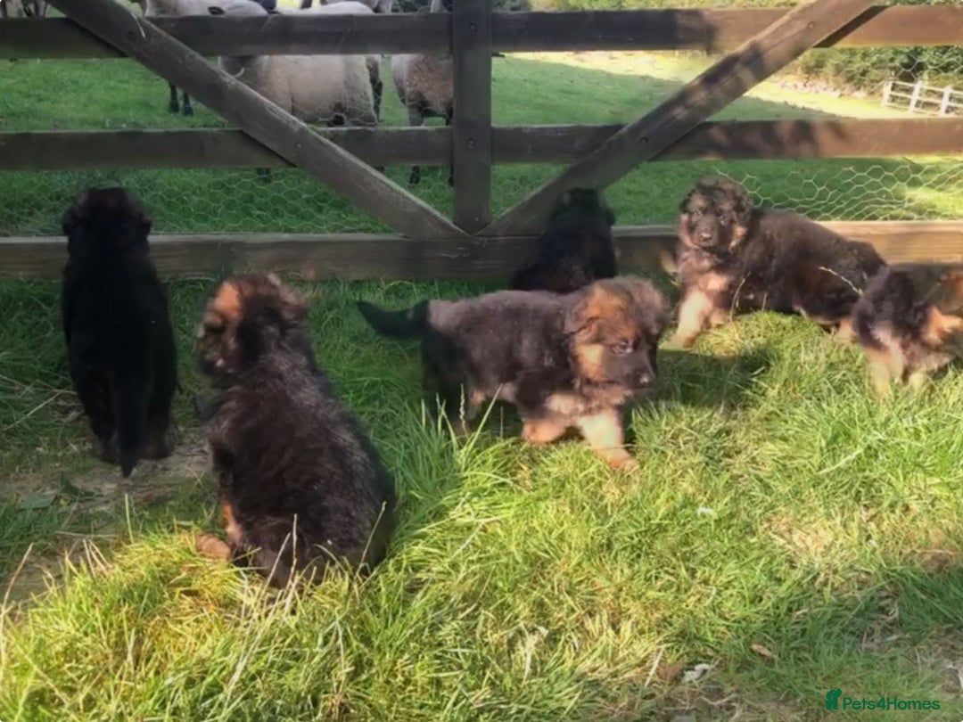 German Shepherd dogs for sale: Beautiful chunky long haired black, tan & red pups - Image 34