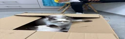 Ragdoll cats for sale: Beautiful ragdoll babies  - Advert 18