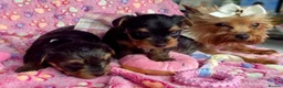 Yorkshire Terrier dogs for sale: Beautiful Yorkshire Terrier puppies - Advert 4