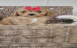Cavapoo dogs for sale: Cavapoo puppies please call 07907327738 - Image 2