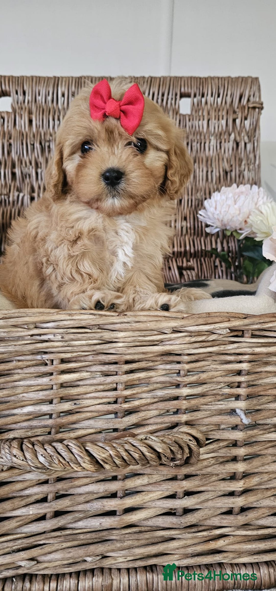 Cavapoo dogs for sale: Cavapoo puppies please call 07907327738 - Image 2