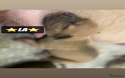 Mixed Breed dogs for sale: PUPPIES 4 SALE - Image 7
