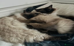 Ragdoll cats for sale: 2 Ragdolls (very close brothers) for adoption - Image 7