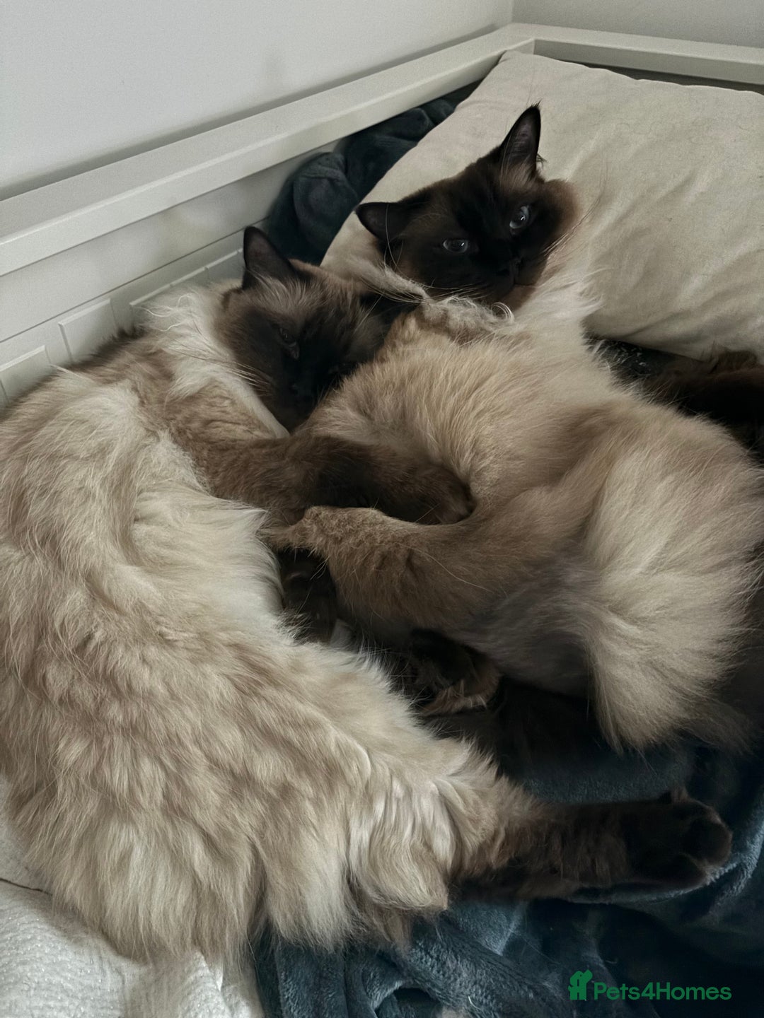 Ragdoll cats for sale: 2 Ragdolls (very close brothers) for adoption - Image 7