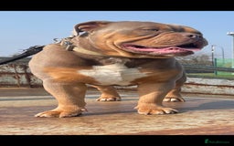 Olde English Bulldogge dogs for stud: 💥olde English bulldog stud💥 - Image 9