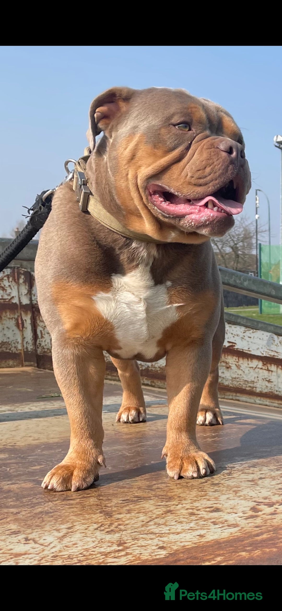 Olde English Bulldogge dogs for stud: 💥olde English bulldog stud💥 - Image 9