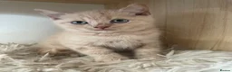 British Shorthair cats for sale: British shorthair kittens for sale  - Advert 6