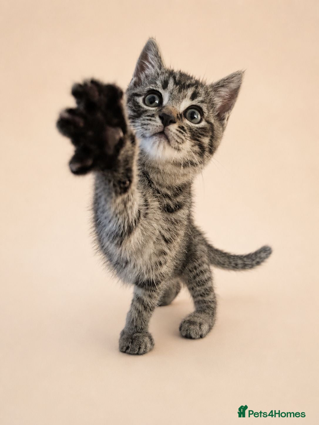 Mixed Breed cats Ragdoll Tabby Mix Fluffy Home Reared Kittens 2M/2F - Advert 2