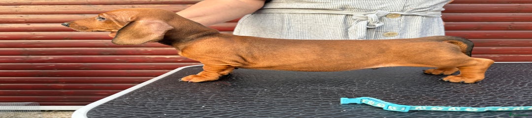 Dachshund Puppy 3