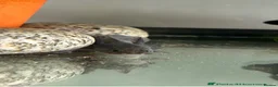 Axolotl reptiles for sale: Black melenoid axolotl  in Caldicot - Advert 5