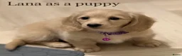 Miniature Dachshund dogs for sale: Stunning Cream Miniature Dachshund Girls  - Advert 2