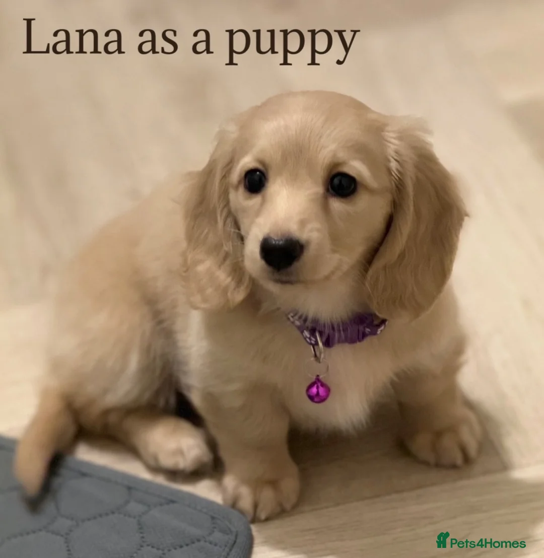 Miniature Dachshund dogs for sale: Stunning Cream Miniature Dachshund Girls  - Advert 2