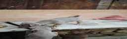 Jack Russell dogs for sale: Beautiful Jack Russell puppies for sale - Advert 10