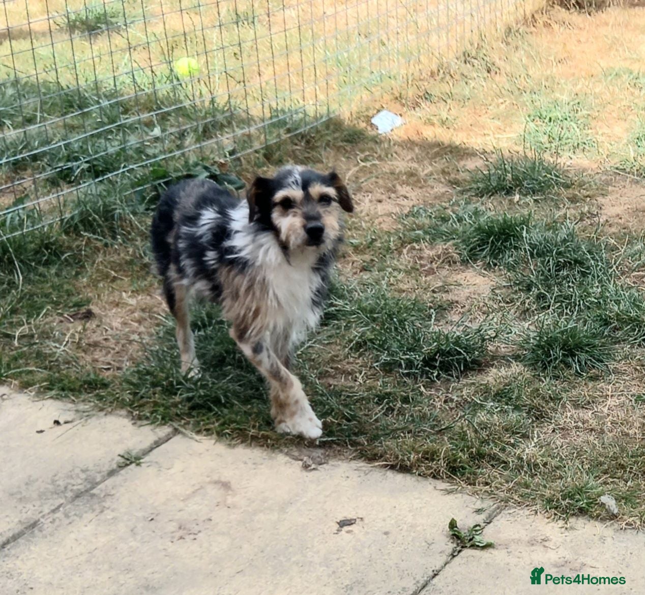 Jack Russell dogs Sweet Cindy looking for a new home - Advert 4
