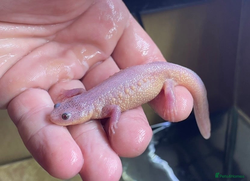 Newt reptiles Ribbed newts for sale.  - Advert 2