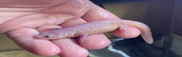 Newt reptiles for sale: Ribbed newts for sale.  - Advert 1
