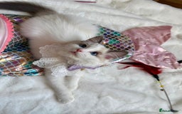 Ragdoll cats for sale: GCCF, They are ready for their new home. - Image 35